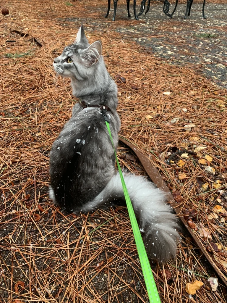How warmth does an Maine Coon need in the winter 8 3e0472 e6a8c6e8d980481896773f1593636c2emv2