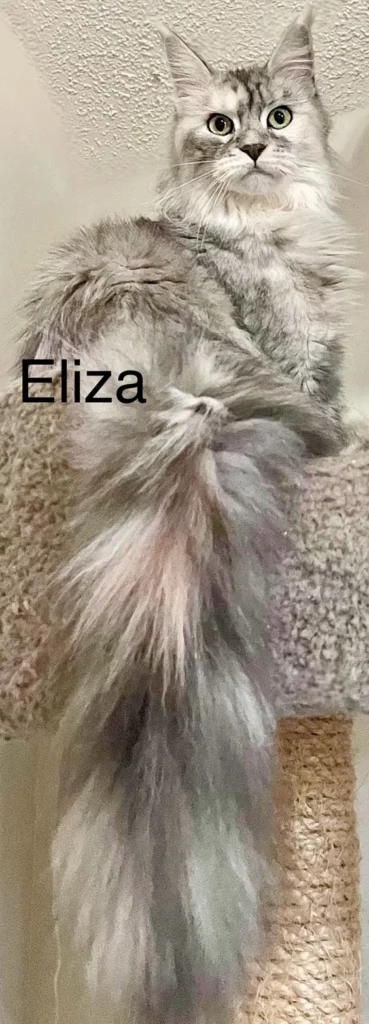 Should I Give My Maine Coon Supplements? 8 3e0472 0ebb163566c1490a8c30e33b7713851fmv2