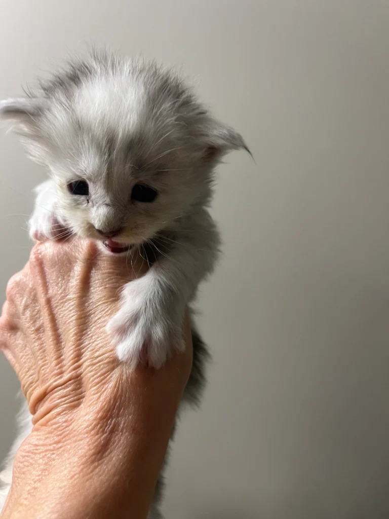 Understanding Feline Infectious Peritonitis (FIP): Wet vs. Dry Forms 7 3e0472 1618b786f8b04ea5b5803a667ef6e1dcmv2