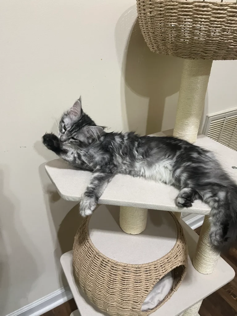 Scientific studies, intelligence of Maine Coons 3 3e0472 3a50c65fd578409f968d3d868238e150mv2