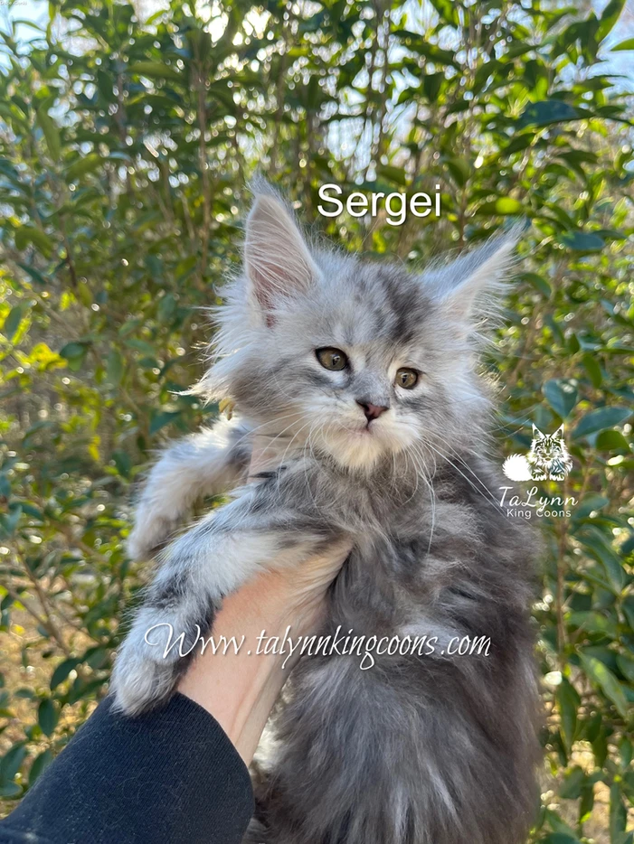 Sergei - Adopted 9 3e0472 3a693be0af764bddbb820a950d37c09dmv2