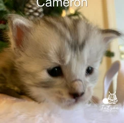 Cameron 11 3e0472 3f2845909070422b9c502ddd51953952 mv2
