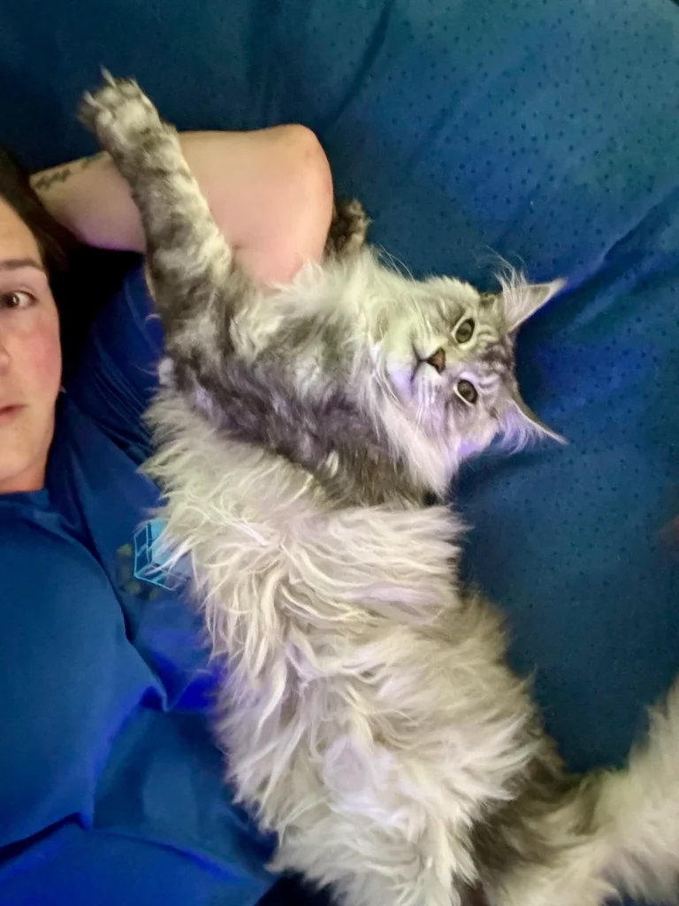 Every Cat Owner Needs to know about FIV & FeLV 10 3e0472 4066dc0450cb4a02b82efb0513d2c5f4mv2 2