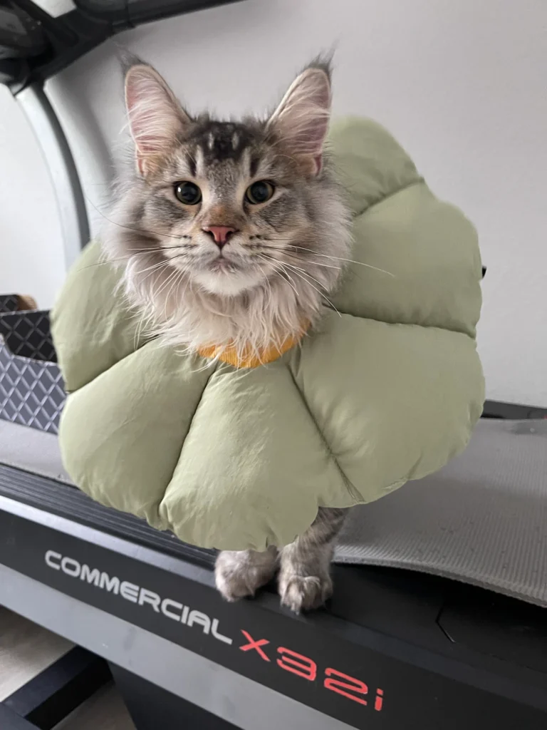Maine Coon Kitten vs Maine Coon Cat Gingivitis 3 3e0472 55eebbc1a575464f93ce39e11f4166a1mv2