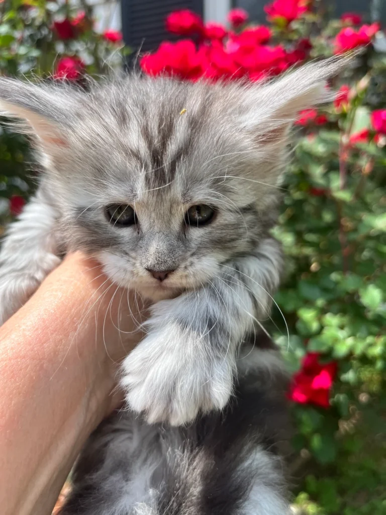 Do Maine Coons need a scratching post 8 3e0472 61348915e7c24034ab8526c0cb7d328amv2