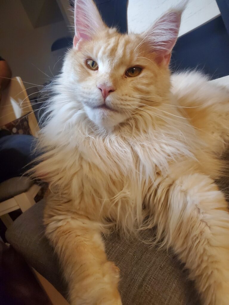 Maine Coon: Is Your Cat Big or Obese? 10 3e0472 683df6921f194e118ae6604f3b271274mv2 2