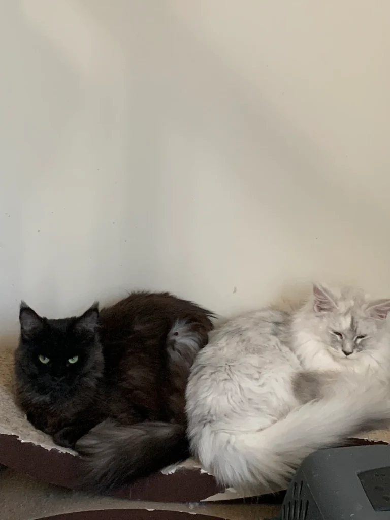 Probiotics for Maine Coon Cats: A Vet’s Perspective 9 3e0472 6a65265b2d5e4036aca0f08ba21003c3mv2
