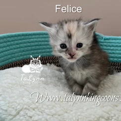 Felice-Adopted 8 3e0472 6dca63a36e814526967845747f272822 mv2