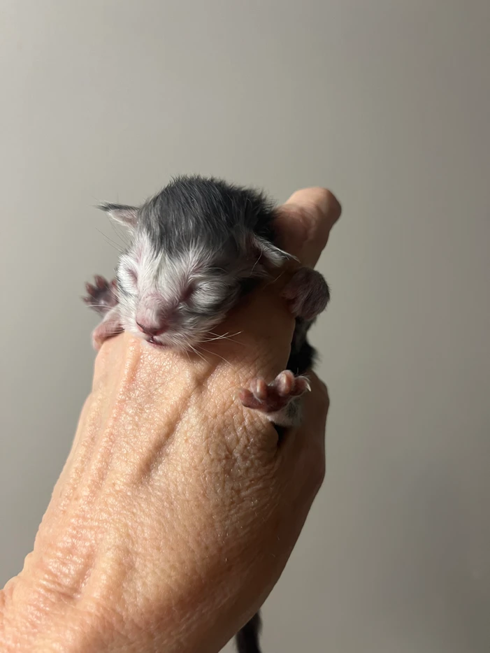 Sergei - Adopted 2 3e0472 6fe53fa46a1a4d25ab98e25d8603ab4cmv2
