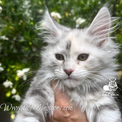 Felice-Adopted 1 3e0472 7ad0724320ad40438353209f45c9c174 mv2