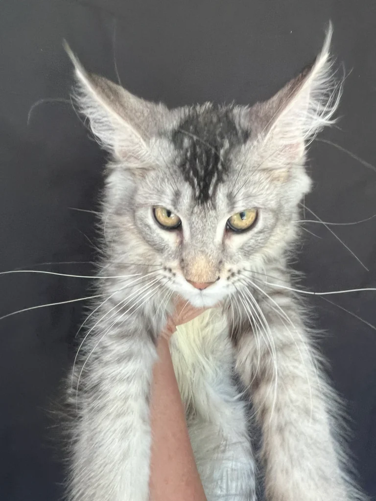Safe Steps for Feeding Maine Coons Raw Food 1 3e0472 88b32cd1764349d8aa30f052e257703dmv2