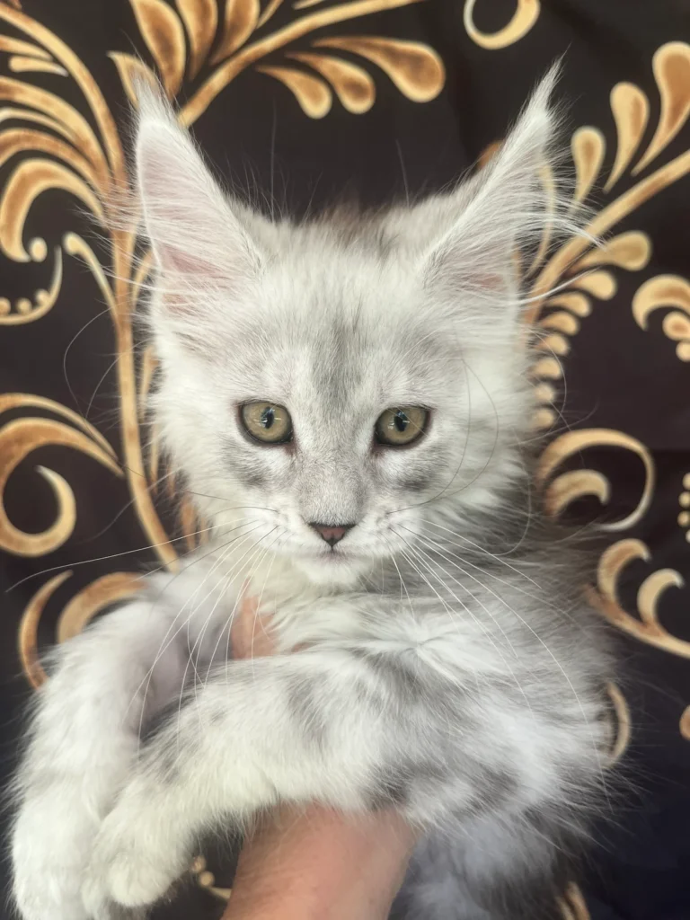 Protect your furniture from cat scratching 9 3e0472 8b61606c6c464d73b4c77dc19c6a3687mv2