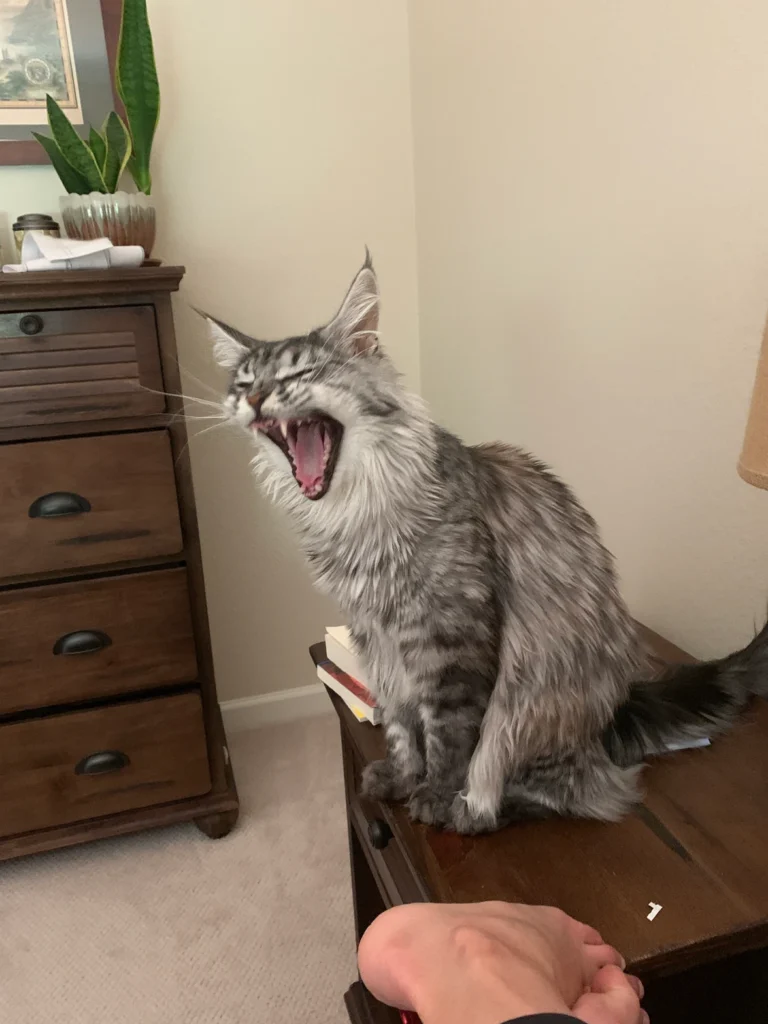 Why Do Cats Bite When Playing, A Vet Perspective 4 3e0472 8d30b9bd3bd6443dbda5b67e8f9bcddbmv2