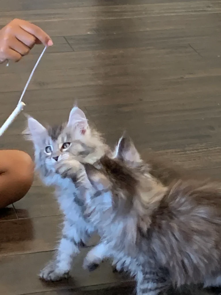 The Purrsuit Whirlwind Toy: Why Cats Love It! 7 3e0472 8eab4d8e36f7423cb9c70bcb9b3b4f39mv2 2