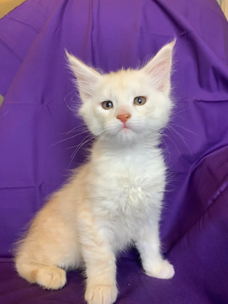 The Curious Case of the Ginger Gal: Why Only 20% of Orange Cats Are Female 6 3e0472 941c7092066a4f63b8a90c74edc6febamv2