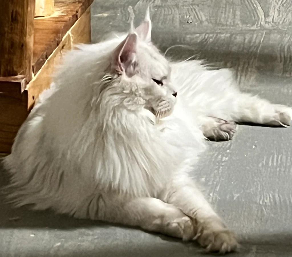 Laughing at My Maine Coon’s Quirky Reactions to Everyday Items 6 3e0472 9b2e3099f96a4ab8a52a41a51d416b37mv2