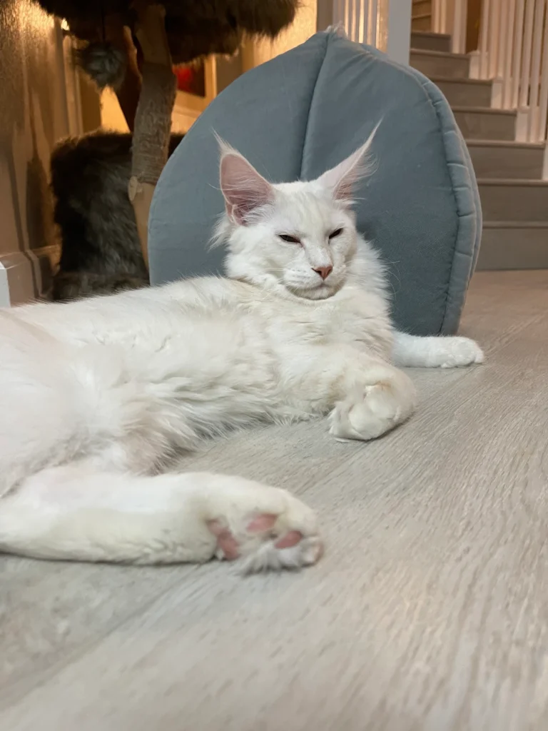 Understanding Cancer in Maine Coon & all Cats: 9 3e0472 a1ae9feb44084c18aefb878d49c7f1d3mv2