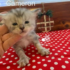 Cameron 10 3e0472 a6af48e0ba304f97a24a1f3b5dd1e766 mv2