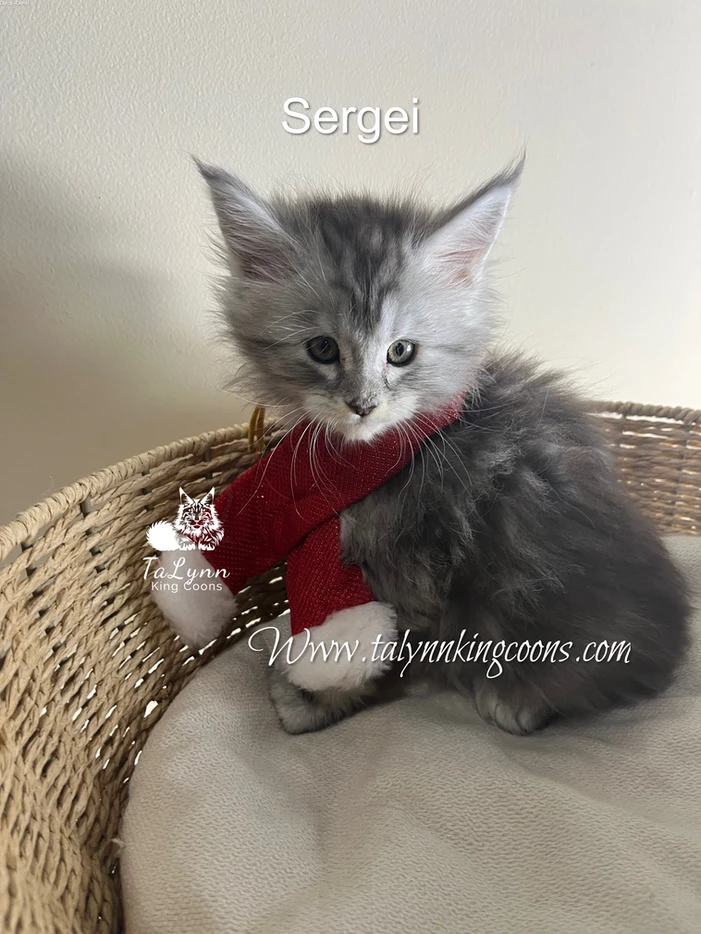Sergei - Adopted 8 3e0472 aac96a6932bc4a83b7e246f0d872a451mv2