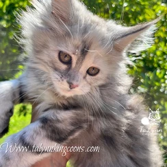 Felice-Adopted 2 3e0472 ab5ddb0d06814adebfdafed3647c706f mv2