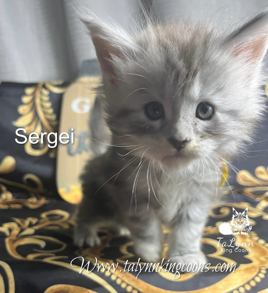 Sergei - Adopted 6 3e0472 ad683af8a1b8450b991752a806a176f7mv2
