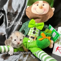 Felice-Adopted 10 3e0472 b0fc3d30aa7148ae83843ddb8e0220a2 mv2