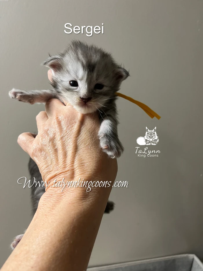 Sergei - Adopted 3 3e0472 c7877b5b7f254e19bddfe319bb47fa22mv2