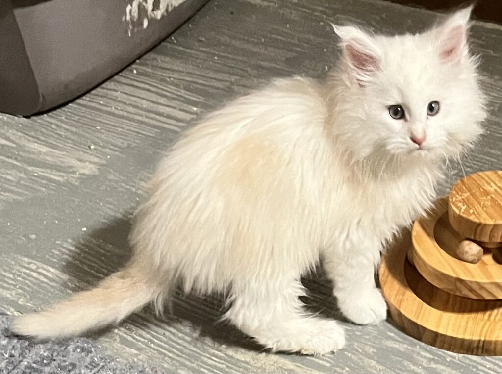 Human Food that is toxic to Maine Coons 8 3e0472 c94320d53f604989a16c5881ffd319d6mv2