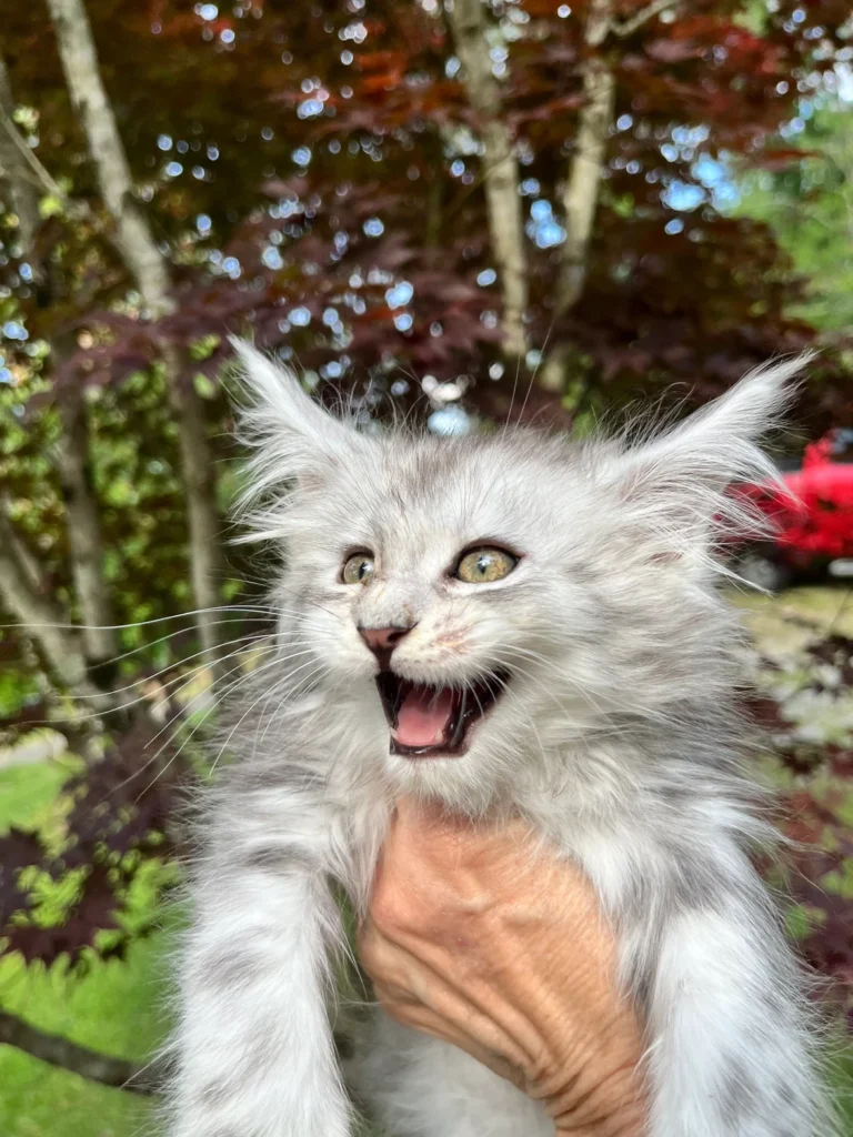 5 Unbelievable Secret Behind Cats' Cavity-Free Smiles! 4 Secret Behind Cats Sol Maine Coon Kittens for sale. Healthy California Maine Coon kittens