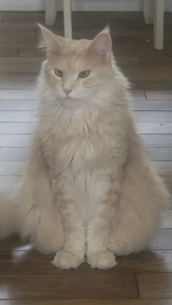 My Orange Maine Coon: Birth to Adulthood 8 3e0472 d0434dcbcfb84192b6e7a043d8b5358fmv2