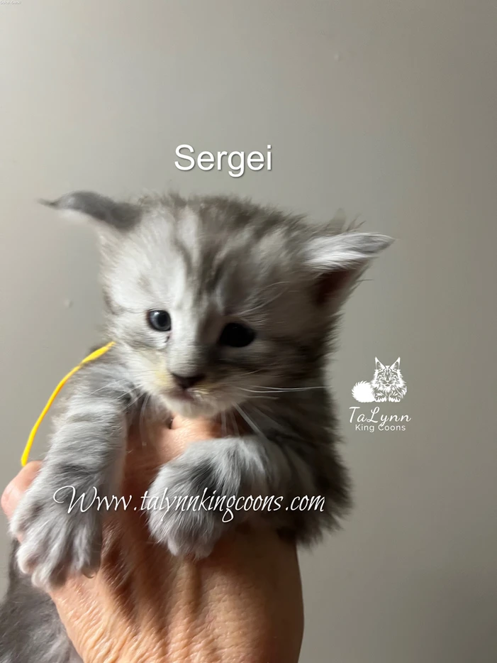 Sergei - Adopted 5 3e0472 d8443f43797840eb88a171509518dd77mv2