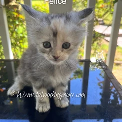 Felice-Adopted 6 3e0472 d8e8de759c3b4d6ca556cd0e61345e72 mv2