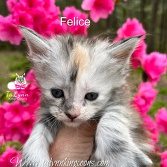 Felice-Adopted 7 3e0472 dd4cb0fed27942b3a71acf9858b920d8 mv2