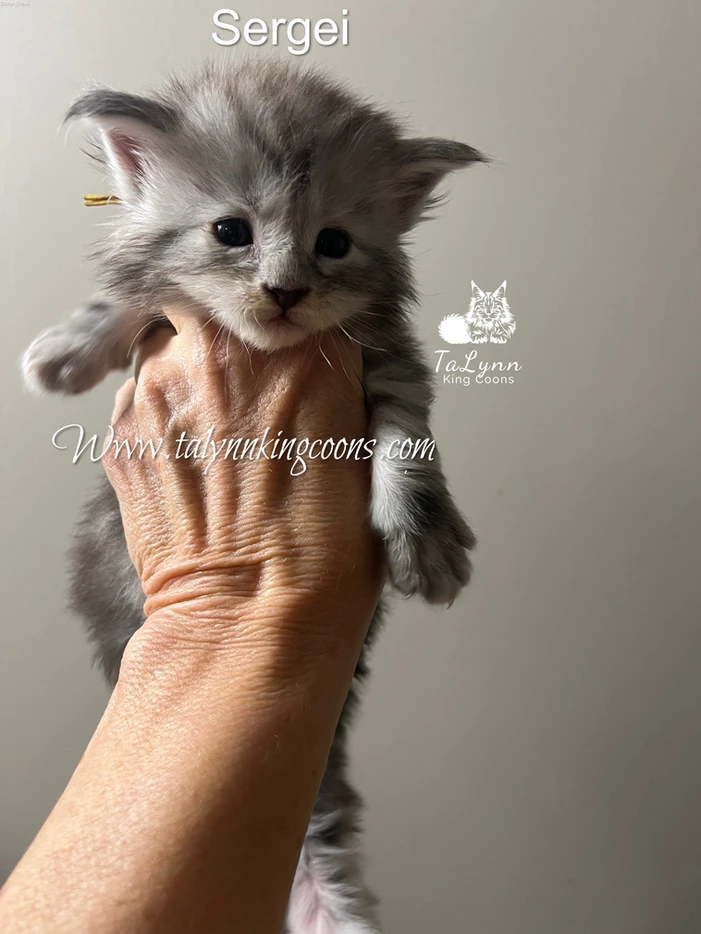 Sergei - Adopted 4 3e0472 e0771a3295d246ec9e19e6f4f69db7f2mv2