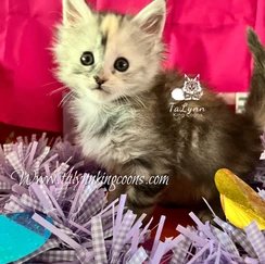 Felice-Adopted 5 3e0472 ecc5f949ec1d40e785f444958a9cc7dc mv2