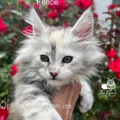 Felice-Adopted 3 3e0472 f0618828dc0646cea926a8c11da8748f mv2