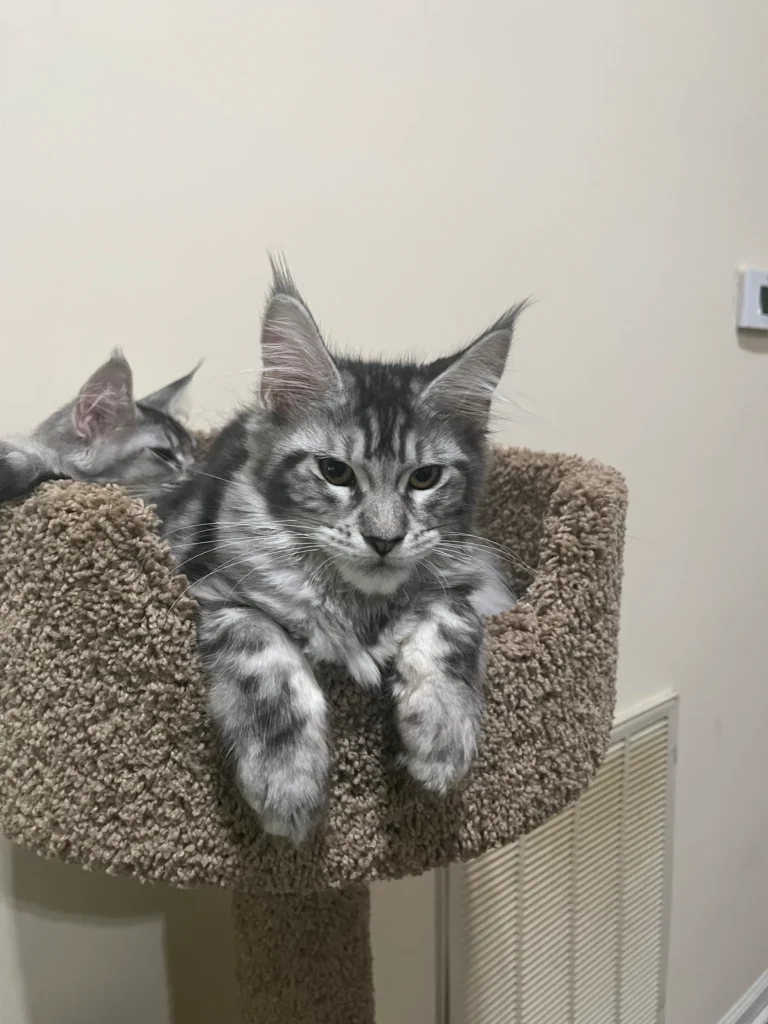 Mammary Hyperplasia in Maine Coons: Overview and Prevention 2 3e0472 f09bb09d6a894217bd4c94925a0a4808mv2