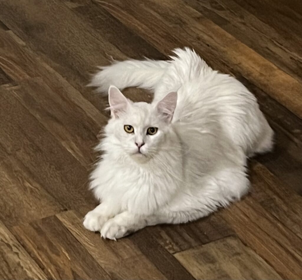 Why Maine Coons put their butts in your face? 1 3e0472 f123a40716264fe1b7854a14bcbd6cb3mv2 2