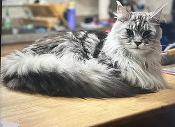 Maine Coon Craves your attention. Maine Coons of Southern California Stunning Maine Coon cats. Best Maine Coon kittens