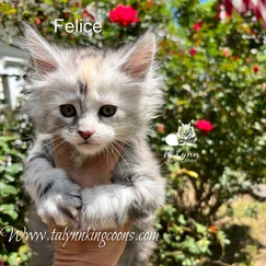 Felice-Adopted 4 3e0472 faff63945565445eb4eeff56ca5b191b mv2