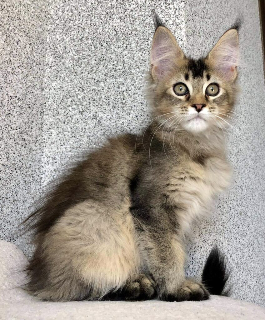 Could Can Tuna kill your Maine Coon cat? 2 60b950 ccf90009eb32499db36298f023e2fcc1mv2