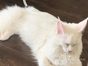 Will my Maine Coon fit in a Litter Robot? 3 d8a265 73134303878e46f39d860adaff72b071mv2