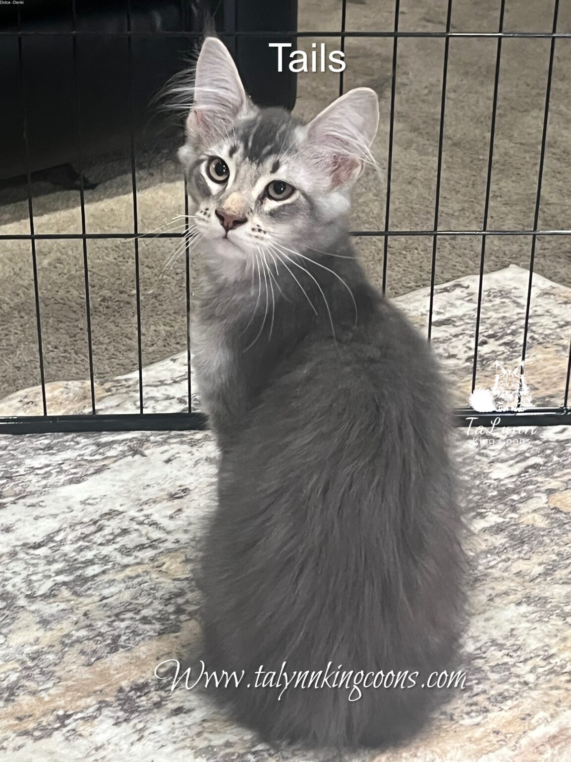 Blue Silver Male Maine Coon boy for sale in California