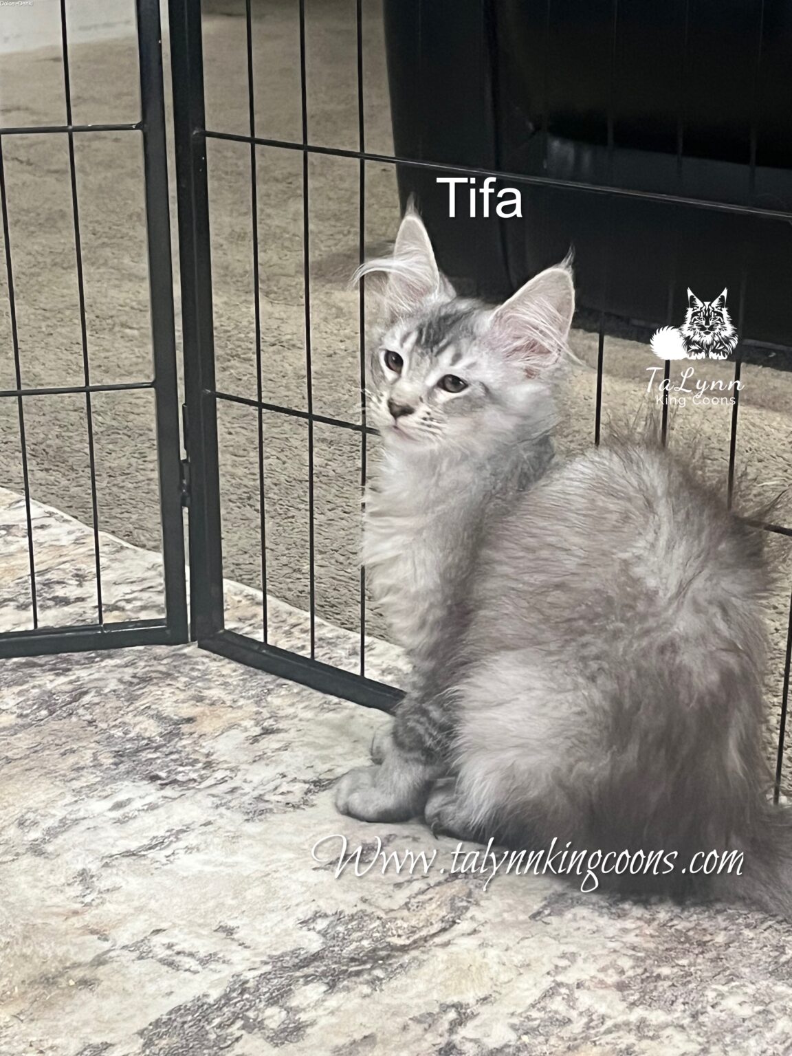 Black Silver Girl for sale in CA