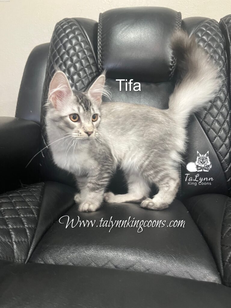 Tifa - Available 8 IMG 0785