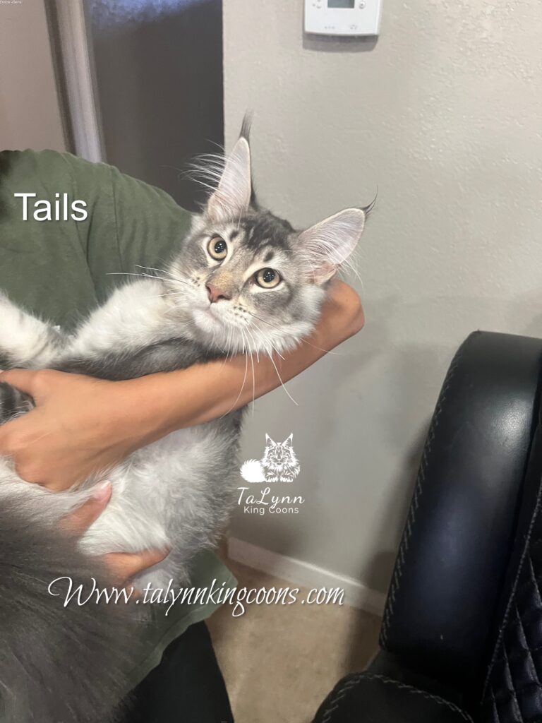 Tails - Available 8 IMG 0786