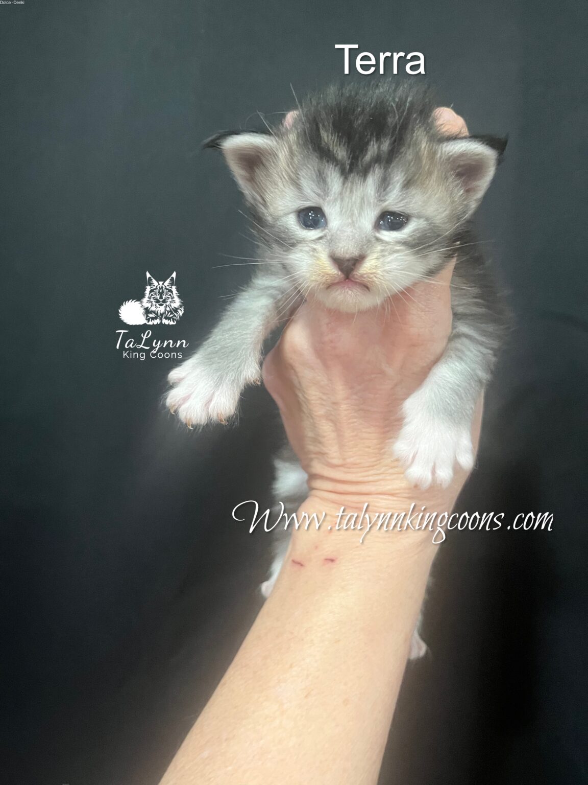 Stunning Black silver with white and gold Maine Coon Boy kitten for sale