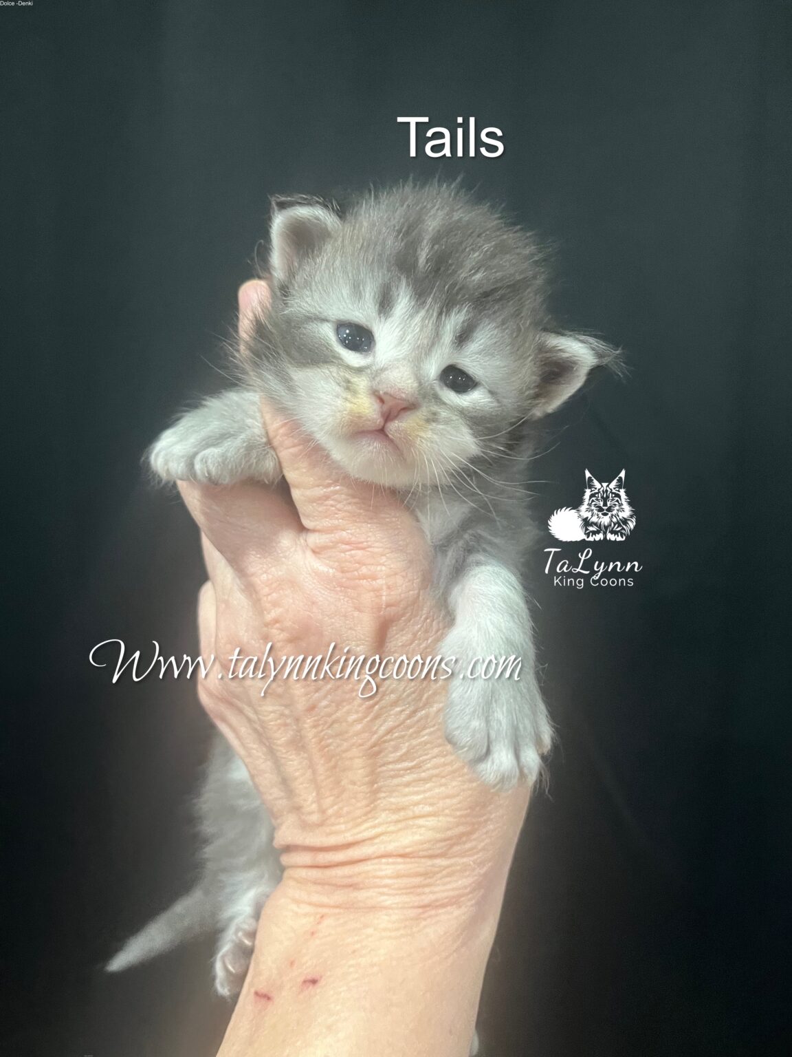 Stunning Black silver ticked Maine Coon Kitten for sale Los Angeles CA