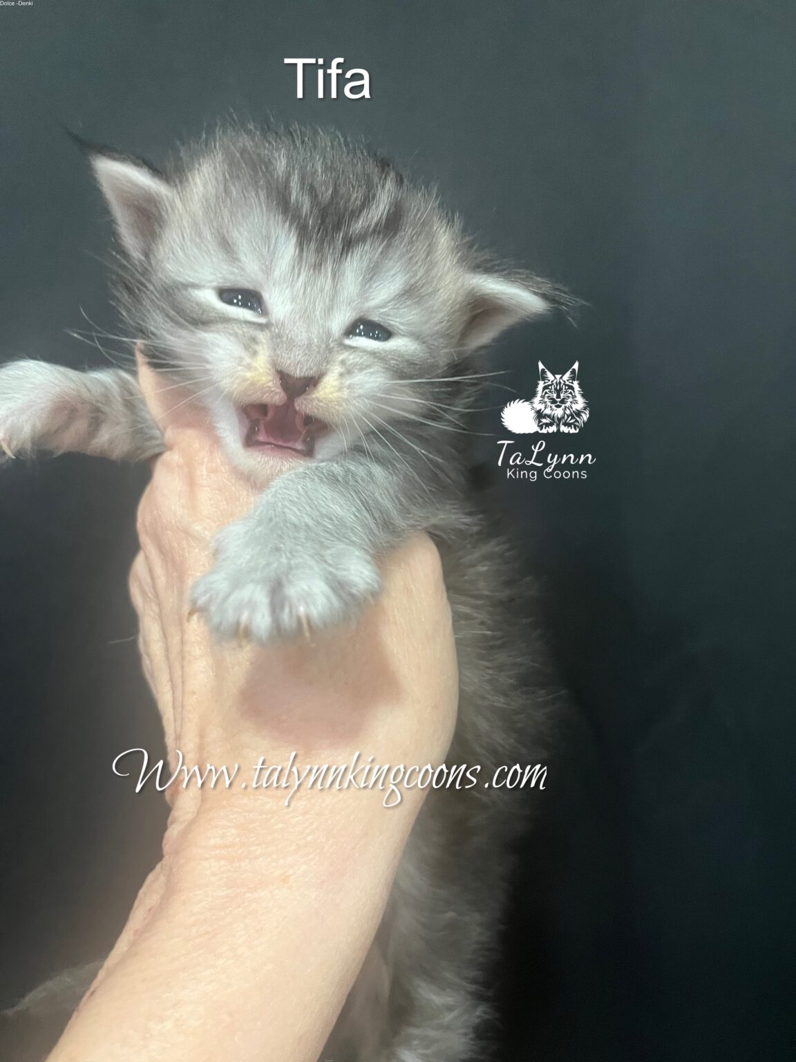 stunning blue silver ticked Maine Coon Kitten for sale California