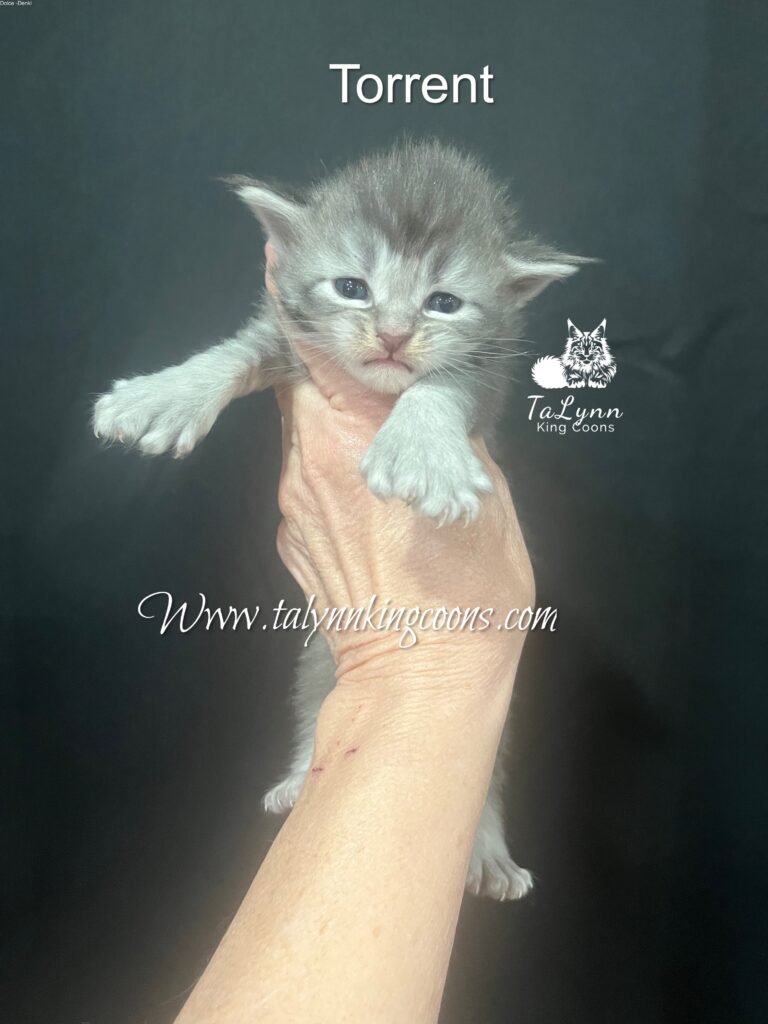 Blue silver poly female Maine Coon Kitten For sale California